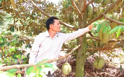 Gia Lai: Chương trình OCOP mở ra hướng đi bền vững cho nông sản Chư Pưh