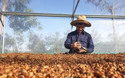 Nông nghiệp miền Trung - Tây Nguyên cần “cú hích” để tạo đột phá (bài cuối): Tăng liên kết và chế biến sâu