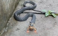 CLIP: Cận cảnh con rắn "làm thịt" con ếch, gần hết "phim" ngỡ như loài rắn mọc thêm 2 chân ở miệng