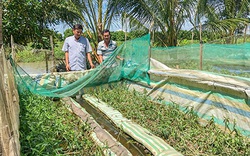 Hậu Giang: Nông dân rủ nhau làm chuồng nuôi lươn đồng, bán 210 ngàn/ký, nhà nào cũng khá giả