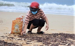 Vì sao ốc dạt vào bờ biển Quảng Bình dày đặc?