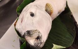 Cảnh báo: Đặc sản cá mặt thỏ đắt đỏ có độc như thế nào?