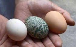 Chỉ cho ăn ngô và rau bình thường, con gà mái đẻ trứng màu xanh lá cây có đốm kỳ lạ