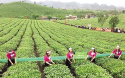 Hội nghị thúc đẩy cơ cấu ngành nông nghiệp được tổ chức tại Sơn La