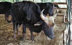 Giám đốc Vườn Quốc gia Phước Bình nói gì về đàn bò tót F1 bị bỏ đói trơ xương?