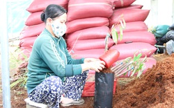 Agribank đồng hành với làng nghề sản xuất cây giống 