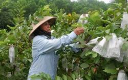 Vay vốn “tậu trâu” nông dân tỉnh Tuyên Quang khá giả