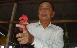 "Chết mê" giống gà ta Gò Công trứ danh lục tỉnh Nam Kỳ, lão nông U70 gắn "sao" lên đàn gà
