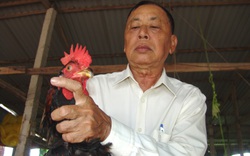 Ông nông dân được mệnh danh là "quái kiệt" trong nghề nuôi loài gà đặc sản ngon nức tiếng đất Gò Công