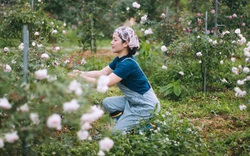 Khởi nghiệp từ 2,2 triệu đồng, cô giáo thành bà chủ trang trại hoa hồng rộng lớn