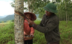 Phú Yên: Giá mủ cao su không ngừng tăng cao, nông dân phấn chấn, đến người đi cạo mủ cũng kiếm dăm trăm ngàn/ngày