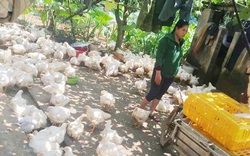 Giá gia cầm hôm nay 30/9: Giá gà thịt lông trắng bất ngờ giảm trên dưới 2.000 đồng/kg