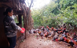 Hà Giang: Trên trồng cây đặc sản, dưới nuôi con đặc sản, nông dân ở đây kiếm bộn tiền