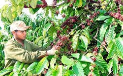 Tiền vốn vay trao tay, nông dân ở đây làm ngay được các mô hình làm giàu mới