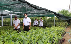 Agribank đồng hành cùng làng nghề sản xuất cây giống