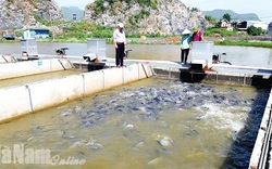 Thu nước trên núi Bút Sơn, làm "sông trong ao" nuôi cá, đàn cá nhung nhúc lớn như thổi, bán đắt hàng
