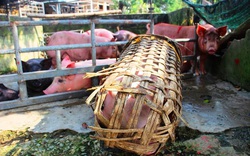 Bình Định: Tung gói hỗ trợ 150 tỷ đồng, giúp nông dân khôi phục đàn heo