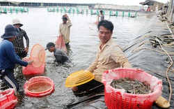 Bến Tre: Rủ nhau nuôi tôm công nghệ cao, né được hạn mặn, con nào bắt lên cũng to, nông dân trúng lớn