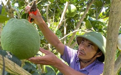 Trồng bưởi da xanh tiêu chuẩn Vietgap, nông dân Đắk Lắk thu tiền tỷ mỗi năm