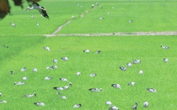 Đồng Tháp: Yêu cầu khẩn cấp không được chọc phá hàng ngàn con chim quý hiếm đang lội trên đồng