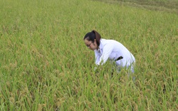 Thông tin sai sự thật 90% người Việt ăn gạo "bẩn": Doanh nghiệp, nông dân bị ảnh hưởng có thể khiếu nại, khởi kiện