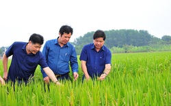Thông tin 90% người Việt ăn gạo “bẩn”: Làm tổn hại đến thương hiệu gạo Việt dày công xây dựng