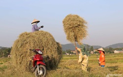 'Chạy rơm' giữa ngày nắng nóng ở vùng quê Nghệ An