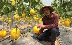 Trồng dưa lưới công nghệ Israel, một nông dân ở Thanh Hóa thu gần 200 triệu đồng sau hơn hai tháng