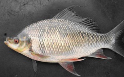 Mè hôi là loài cá đặc sản gì mà tỉnh An Giang đang nuôi trình diễn trong ao đất để nông dân đến xem?