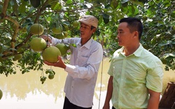 Hải Dương: Bưởi đào Thanh Hồng được mùa, bất chấp "con Covid" gây hại, nông dân vẫn thu hàng chục tỷ 