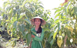 Cô gái xứ Quảng chinh phục trái nhàu hoang, biến thành "thần dược" hỗ trợ chữa nhiều bệnh