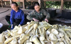 Yên Bái: "Thủ phủ" măng tre Bát Độ, bóc vỏ đem bán mà thu gần 100 tỷ đồng/năm