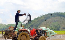 Nông dân làm giàu từ 'hạt ngọc' trên non