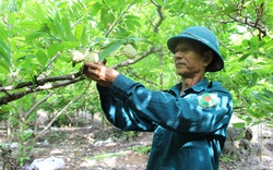 Xã Đồng Tâm: Bắt na chín theo ý muốn, quả mã đẹp, ngọt thơm, ít hạt, nông dân thu hàng trăm triệu mỗi vụ