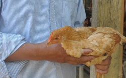 Lào Cai: Cấp phát 1.000 con gà cho hộ dân nghèo