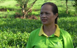 Nữ nông dân Thái Nguyên xây dựng thương hiệu chè nổi tiếng, giá tới 5 triệu/kg