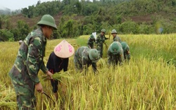 Khi lính biên phòng thành “chuyên gia nông nghiệp” cùng dân trồng lúa nước