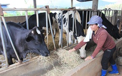 Bảo hiểm nông nghiệp tại Việt Nam: Vừa hay vừa may, vẫn khó triển khai