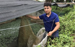 Đáng báo động: Kẻ trộm bắt sạch gần 700.000 con ốc nhồi giống của 1 nông dân tỉnh Thanh Hóa