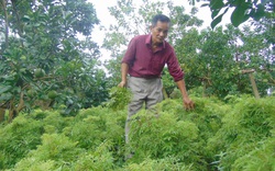 Thái Nguyên: Nông dân rủ nhau trồng "sâm người nghèo", chế ra thứ cao uống vào khoẻ cả người