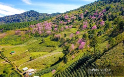 Rừng hoa mai anh đào nở rộ dưới chân núi Langbiang đẹp cỡ nào mà khách đến đây xong không muốn về?