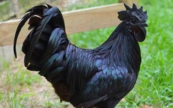 Kỳ lạ giống gà mặt quỷ đen "từ đầu đến chân", giá cả ngàn đô la ở Indonesia