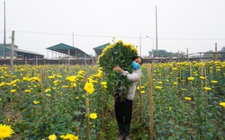 Hà Nội: Trời rét căm căm dưới 10 độ C, người dân Tây Tựu tất bật chăm sóc hoa bán Tết