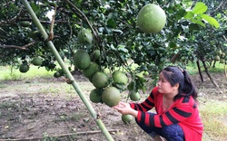 Hội Nông dân Khánh Hòa: Xây dựng, nhân rộng nhiều mô hình sản xuất nông nghiệp giúp nông dân làm giàu