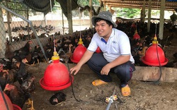 Bình Định: Giá gà ta tăng lên 40.000 đồng/kg, nông dân vẫn buồn vì bán 1.000 con lỗ 10 triệu