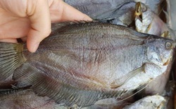 Cà Mau: Hơn 1,6 tấn cá sặc bổi bất ngờ chết nghi do sét đánh