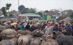 Nghệ An: Rét tê tái, 4 giờ sáng đi chợ trâu bò đông nghìn nghịt, loáng cái 1 thương lái đã gom được 40 con