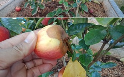 Bà Rịa-Vũng Tàu: Cảnh báo thủ đoạn bán cây cảnh rởm, mua cây táo trái ra quá trời và cái kết sững sờ