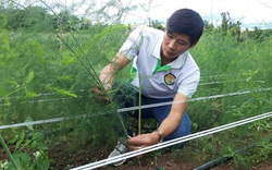 Cất bằng huấn luyện viên thể dục, 9X tỉnh Đắk Lắk về quê làm giám đốc trồng vô vàn rau lạ