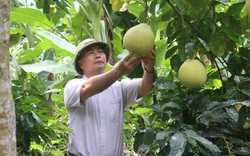 Đưa cây ăn quả lên đất dốc, nông dân Mai Sơn thu nhập khá